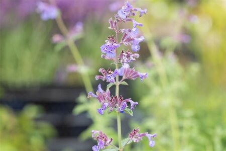 Nepeta 'Six Hills Giant' geen maat specificatie 0,55L/P9cm - afbeelding 11