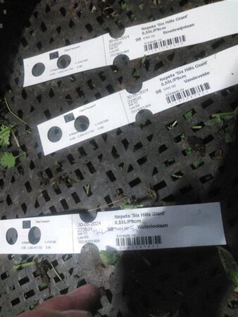 Nepeta 'Six Hills Giant' geen maat specificatie 0,55L/P9cm - afbeelding 2