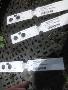 Nepeta 'Six Hills Giant' geen maat specificatie 0,55L/P9cm - afbeelding 2