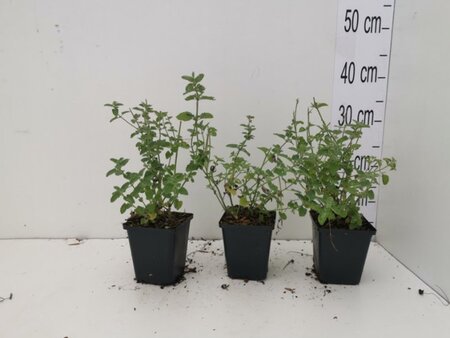 Nepeta 'Six Hills Giant' geen maat specificatie 0,55L/P9cm - afbeelding 4