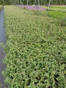Nepeta 'Six Hills Giant' geen maat specificatie 0,55L/P9cm - afbeelding 3