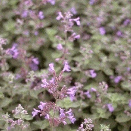 Nepeta 'Six Hills Giant' geen maat specificatie 0,55L/P9cm - afbeelding 4