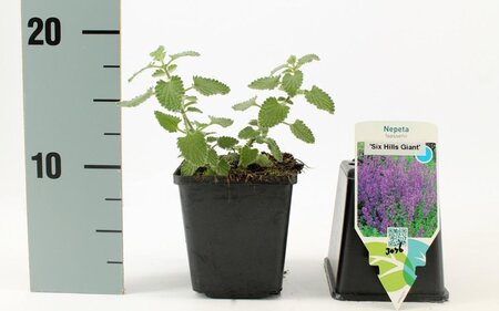 Nepeta 'Six Hills Giant' geen maat specificatie 0,55L/P9cm - afbeelding 8