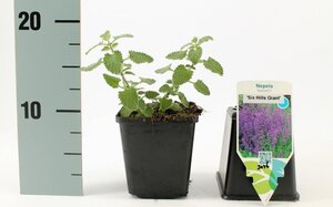 Nepeta 'Six Hills Giant' geen maat specificatie 0,55L/P9cm - afbeelding 8