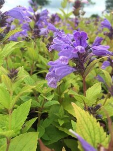 Nepeta subsessilis geen maat specificatie 0,55L/P9cm