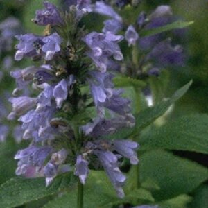 Nepeta subsessilis geen maat specificatie 0,55L/P9cm - afbeelding 1