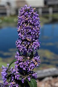 Nepeta 'Weinheim Big Blue' geen maat specificatie 0,55L/P9cm