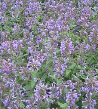 Nepeta 'Weinheim Big Blue' geen maat specificatie 0,55L/P9cm - afbeelding 2
