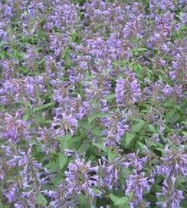 Nepeta 'Weinheim Big Blue' geen maat specificatie 0,55L/P9cm - afbeelding 2