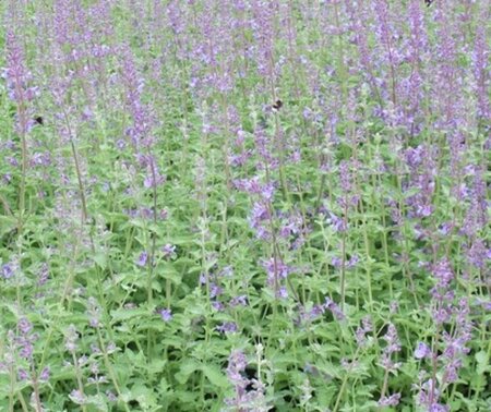 Nepeta 'Walker's Low' geen maat specificatie 0,55L/P9cm - afbeelding 8