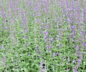 Nepeta 'Walker's Low' geen maat specificatie 0,55L/P9cm - afbeelding 8