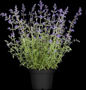 Nepeta 'Walker's Low' geen maat specificatie 0,55L/P9cm