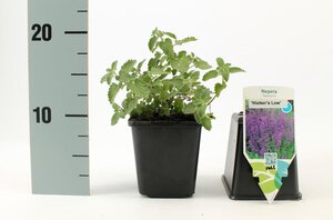 Nepeta 'Walker's Low' geen maat specificatie 0,55L/P9cm - afbeelding 5