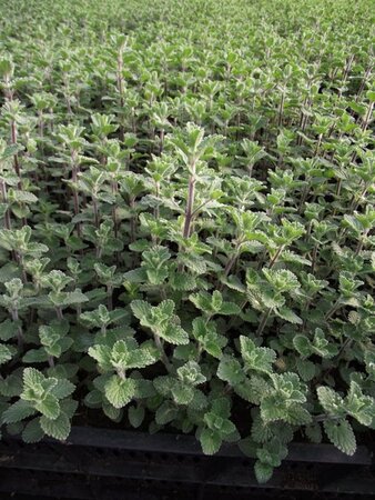 Nepeta 'Walker's Low' geen maat specificatie 0,55L/P9cm - afbeelding 7