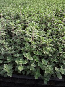 Nepeta 'Walker's Low' geen maat specificatie 0,55L/P9cm - afbeelding 7