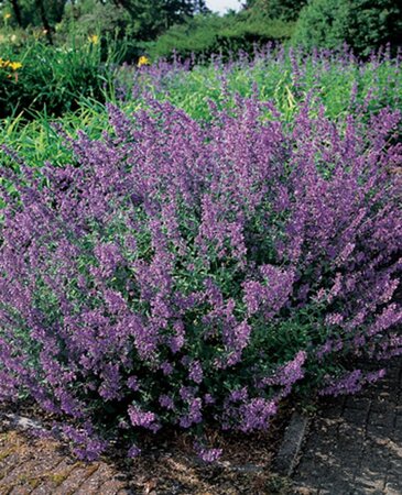 Nepeta 'Walker's Low' geen maat specificatie 0,55L/P9cm - afbeelding 6