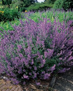 Nepeta 'Walker's Low' geen maat specificatie 0,55L/P9cm - afbeelding 6