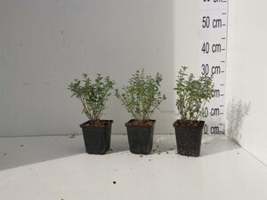 Nepeta 'Walker's Low' geen maat specificatie 0,55L/P9cm - afbeelding 6