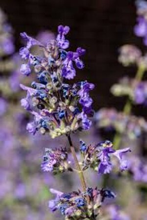 Nepeta 'Walker's Low' geen maat specificatie 0,55L/P9cm - afbeelding 2