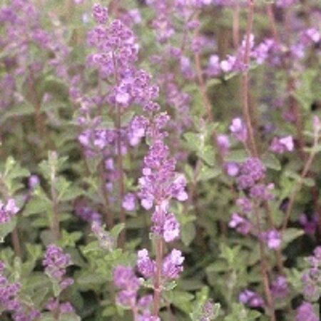 Nepeta 'Walker's Low' geen maat specificatie 0,55L/P9cm - afbeelding 5