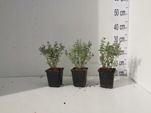 Nepeta 'Walker's Low' geen maat specificatie 0,55L/P9cm - afbeelding 7