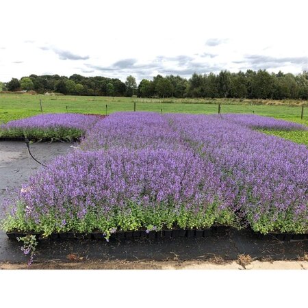 Nepeta 'Walker's Low' geen maat specificatie 0,55L/P9cm - afbeelding 4