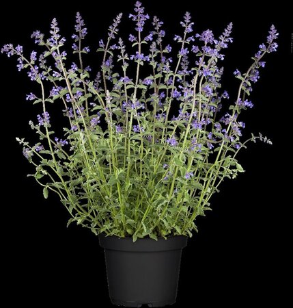 Nepeta 'Walker's Low' geen maat specificatie 0,55L/P9cm - image 1