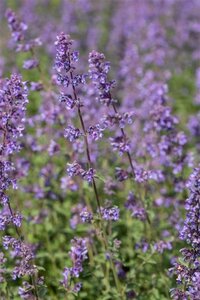 Nepeta 'Walker's Low' geen maat specificatie 0,55L/P9cm - image 10