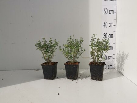 Nepeta 'Walker's Low' geen maat specificatie 0,55L/P9cm - image 4