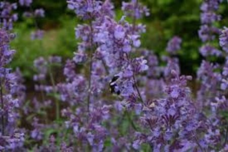 Nepeta 'Walker's Low' geen maat specificatie 0,55L/P9cm - image 2