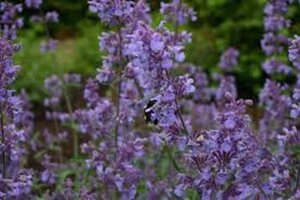Nepeta 'Walker's Low' geen maat specificatie 0,55L/P9cm - image 2