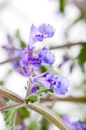 Nepeta 'Walker's Low' geen maat specificatie 0,55L/P9cm - image 9