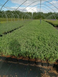 Nepeta 'Walker's Low' geen maat specificatie 0,55L/P9cm - image 11