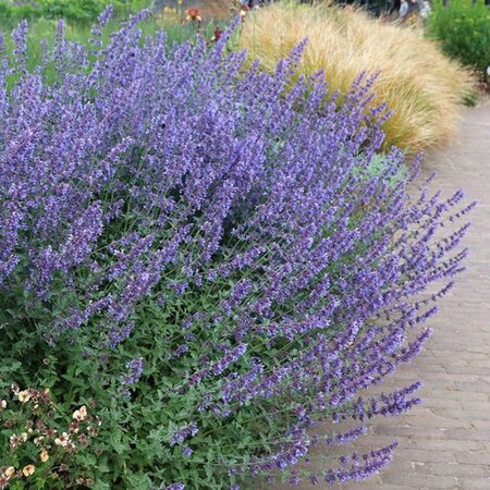 Nepeta 'Walker's Low' geen maat specificatie 0,55L/P9cm - image 7