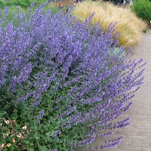 Nepeta 'Walker's Low' geen maat specificatie 0,55L/P9cm - image 7
