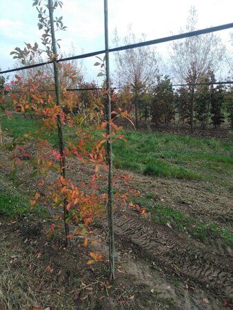 Nyssa sylvatica 150-175 cm RB feathered