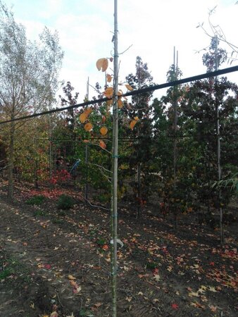 Nyssa sylvatica 6-8 cm met kluit geveerd