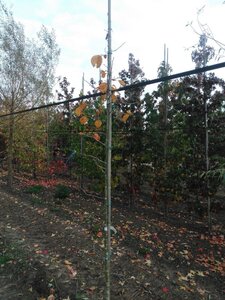 Nyssa sylvatica 6-8 cm met kluit geveerd