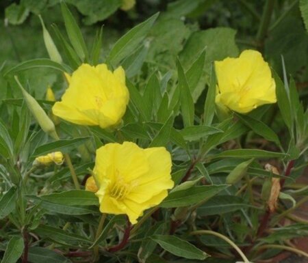 Oenothera macrocarpa= missouriensis geen maat specificatie 0,55L/P9cm - afbeelding 4
