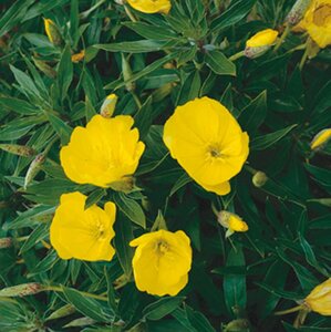 Oenothera macrocarpa= missouriensis geen maat specificatie 0,55L/P9cm - afbeelding 3