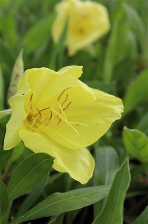Oenothera macrocarpa= missouriensis geen maat specificatie 0,55L/P9cm - afbeelding 2