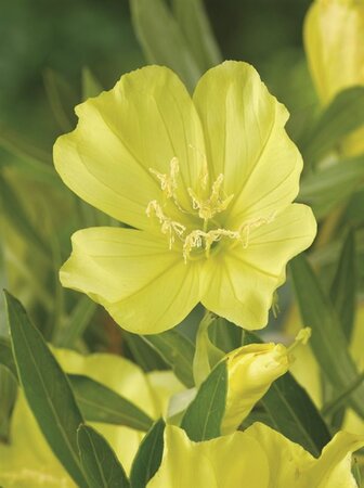 Oenothera macrocarpa= missouriensis geen maat specificatie 0,55L/P9cm - afbeelding 4