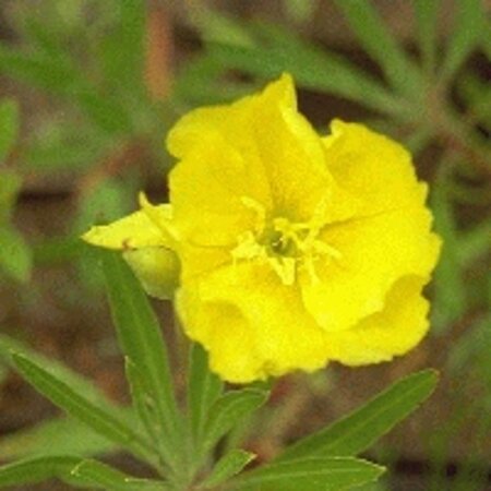 Oenothera macrocarpa= missouriensis geen maat specificatie 0,55L/P9cm - afbeelding 3