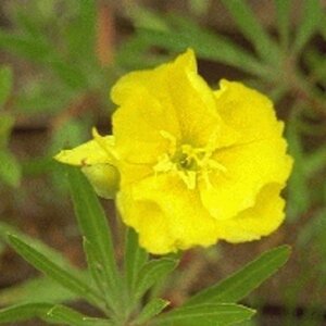Oenothera macrocarpa= missouriensis geen maat specificatie 0,55L/P9cm - afbeelding 3