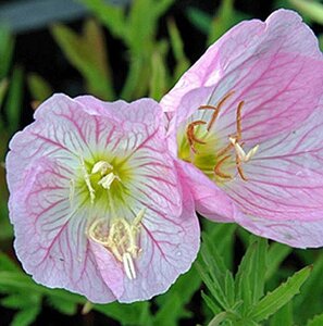 Oenothera speciosa 'Siskiyou' geen maat specificatie 0,55L/P9cm