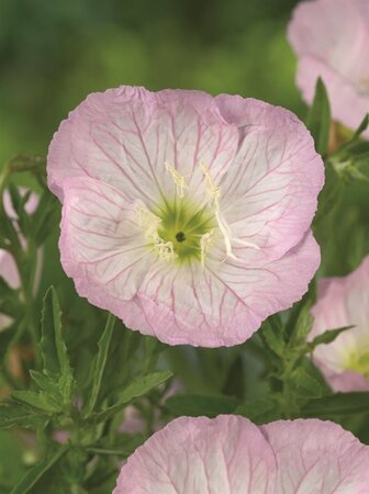 Oenothera speciosa 'Siskiyou' geen maat specificatie 0,55L/P9cm - afbeelding 2