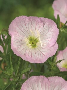 Oenothera speciosa 'Siskiyou' geen maat specificatie 0,55L/P9cm - afbeelding 2