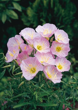 Oenothera speciosa 'Siskiyou' geen maat specificatie 0,55L/P9cm - afbeelding 3