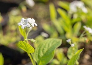 Omphalodes verna 'Alba' geen maat specificatie 0,55L/P9cm