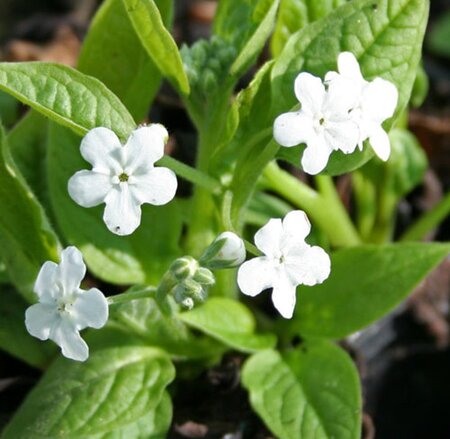 Omphalodes verna 'Alba' geen maat specificatie 0,55L/P9cm - afbeelding 2